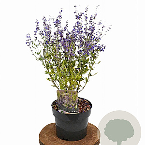 Perovskia atripl. 'Little Spire' 30-40 cm 3,0L