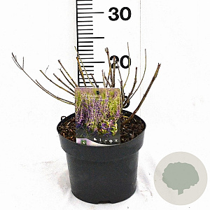 Perovskia atripl. 'Little Spire' 30-40 cm 3,0L