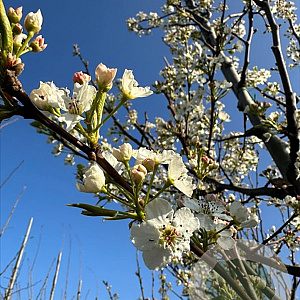 Pyrus calleryana 'Chanticleer' 10-12 HO container