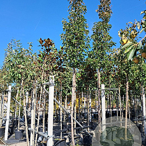 Pyrus calleryana 'Chanticleer' 14-16 HO container