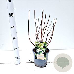 Hydrangea pan. Dart's Little Dot 25-30 cm 2,5L