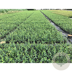 Euonymus fort. 'Hort's Blaze' 30-40 cm C1.5