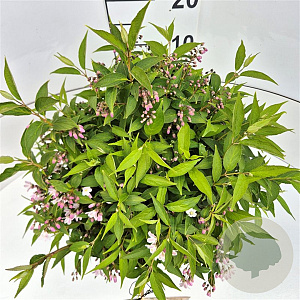 Deutzia rosea 30-40 cm 10L