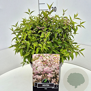 Deutzia rosea 30-40 cm 10L
