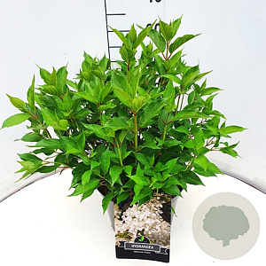 Hydrangea pan. 'Kyushu' 30-35 cm 10L