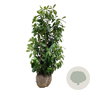Prunus l. 'Novita' 100-125 cm met kluit extra