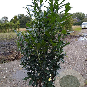 Prunus l. Genolia 140-160 cm met kluit