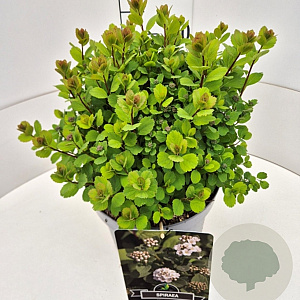 Spiraea betulifolia 'Tor' 30-35 cm 10L