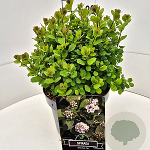 Spiraea betulifolia 'Tor' 30-35 cm 10L