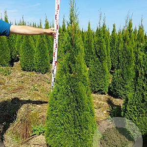 Thuja occ. 'Smaragd' 160-180 cm met kluit
