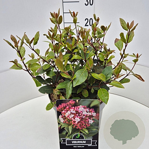 Viburnum tin. 'Gwenllian' 30-40 cm 10L