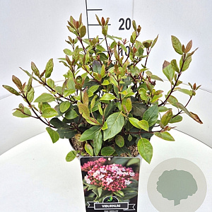 Viburnum tin. 'Gwenllian' 30-40 cm 10L