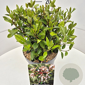 Viburnum tinus 30-40 cm 10L