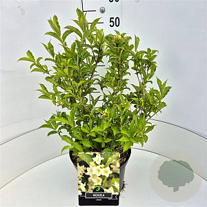 Weigela 'Candida' 40 cm 10L