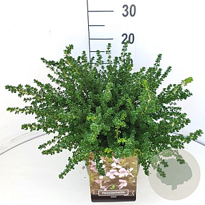 Weigela 'Rosea' 40 cm 10L