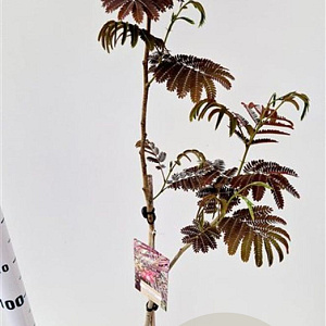 Albizia julibr. 'Evi's Pride' 125-150 cm 10L