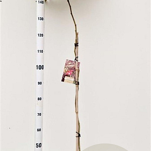 Albizia julibr. 'Evi's Pride' 125-150 cm 10L