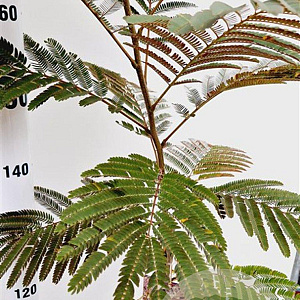 Albizia julibr. 'Evi's Pride' 170-200 cm 10L