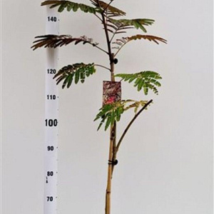 Albizia julibr. 'Evi's Pride' 170-200 cm 10L