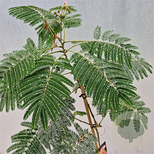 Albizia julibr. Ombrella 150 cm stam 7,5L