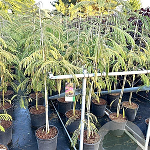 Albizia julibr. 'Pos 1' 100-125 cm 10L