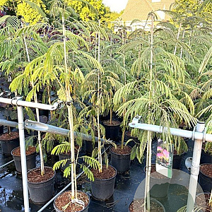 Albizia julibr. 'Pos 1' 100-125 cm 10L