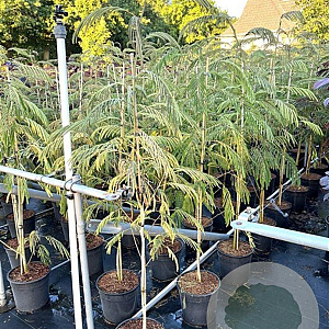 Albizia julibr. 'Pos 1' 100-125 cm 10L