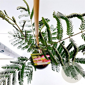Albizia julibr. 'Pos 1' 40-50 cm 3,0L