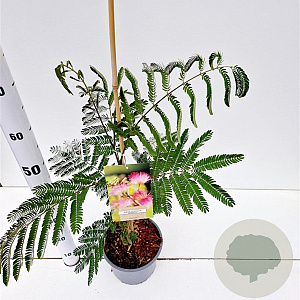 Albizia julibr. 'Pos 1' 40-50 cm 3,0L