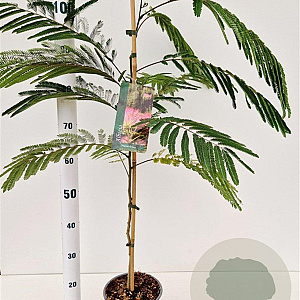 Albizia julibr. 'Pos 1' 60-80 cm 3,0L