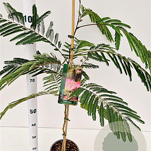 Albizia julibr. 'Pos 1' 60-80 cm 3,0L