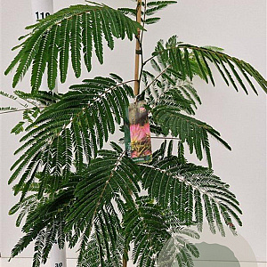 Albizia julibr. 'Pos 1' 80-100 cm 3,0L