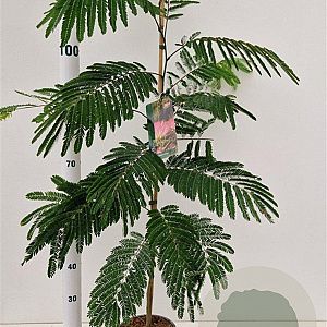 Albizia julibr. 'Pos 1' 80-100 cm 3,0L