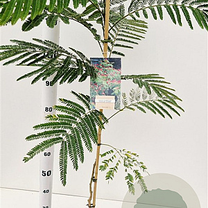 Albizia julibr. 'Rouge de Tuilière' 100-120 cm 3,0L