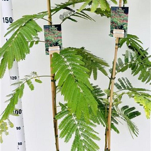 Albizia julibr. 'Rouge de Tuilière' 125-150 cm 3,0L