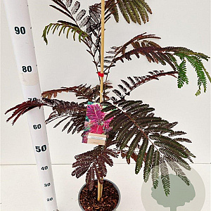 Albizia julibr. 'Summer Chocolate' 60-80 cm 3,0L