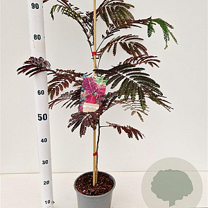 Albizia julibr. 'Summer Chocolate' 60-80 cm 3,0L