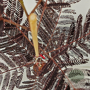 Albizia julibr. 'Summer Chocolate' 80-100 cm 3,0L
