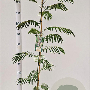 Albizia julibrissin 100-125 cm 3,0L