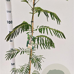 Albizia julibrissin 100-125 cm 3,0L