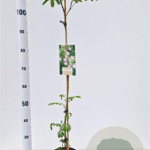 Albizia julibrissin 100-125 cm 3,0L