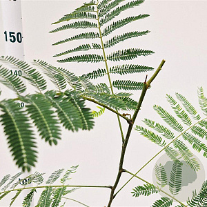 Albizia julibrissin 125-150 cm 3,0L