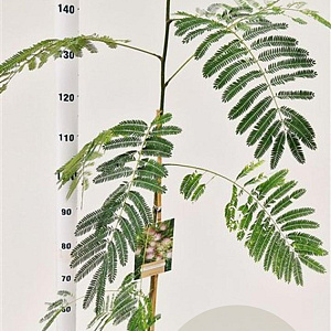 Albizia julibrissin 125-150 cm 3,0L