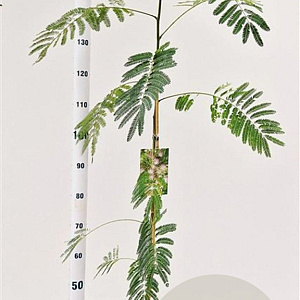 Albizia julibrissin 125-150 cm 3,0L
