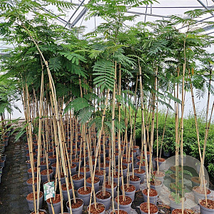 Albizia julibrissin 175-200 cm 7,5L