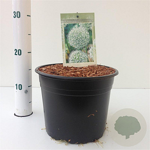Allium stipitatum 'White Giant' gm 4,0L
