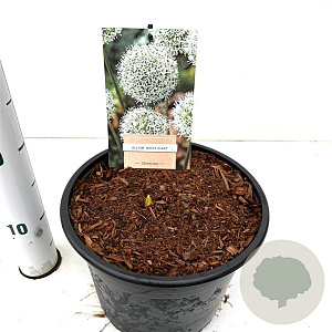 Allium stipitatum 'White Giant' gm 4,0L