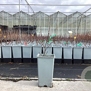 Amelanchier aln. 'Martin' plantgoed C1.5