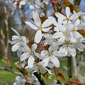 Amelanchier laevis 50-60 cm C1.5