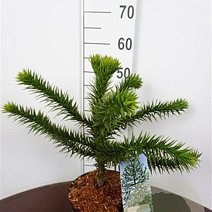 Araucaria araucana 30-40 cm 5,0L